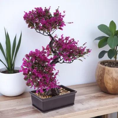 Bonsai Garden And Cafe - Artificial Plant Decors Faux Bonsai Decor