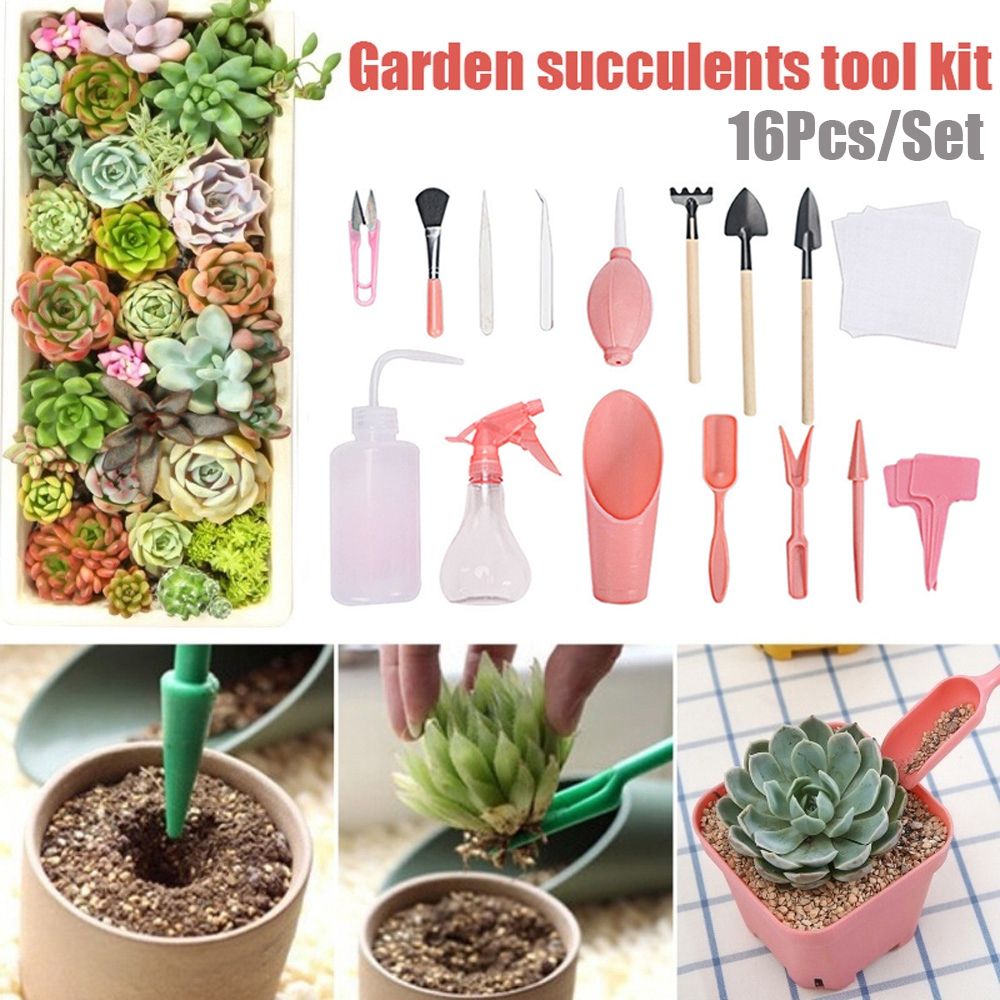 DIY Mini Transplant Combinatio - Bonsai Garden Kit บทวิจารณ์และราคา