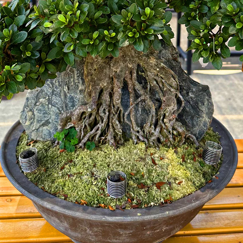 10-50 Pcs Stainless Steel Plan - Bonsai Garden Nursery บทวิจารณ์และราคา