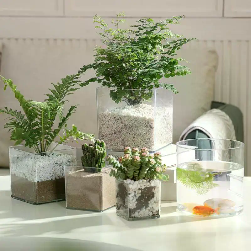 Square/Round Transparent Acryl - Bonsai Garden Nursery บทวิจารณ์และราคา