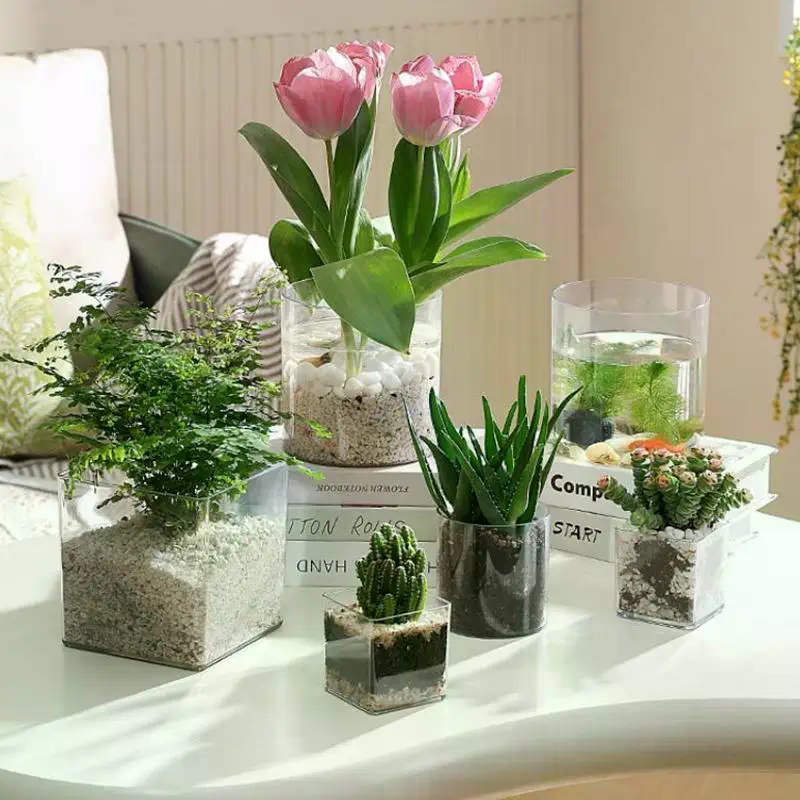 Square/Round Transparent Acryl - Bonsai Garden Nursery บทวิจารณ์และราคา