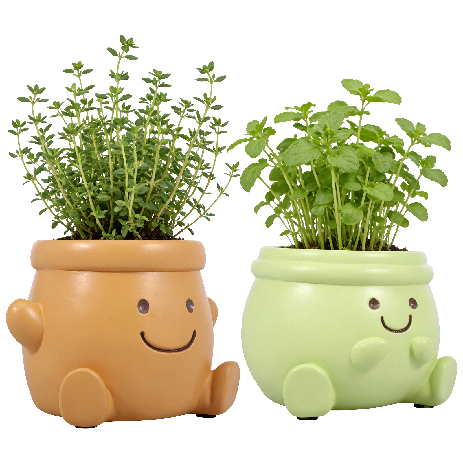 2Pcs Face Plant Pot Smile Succ - Bonsai Garden Nursery บทวิจารณ์และราคา