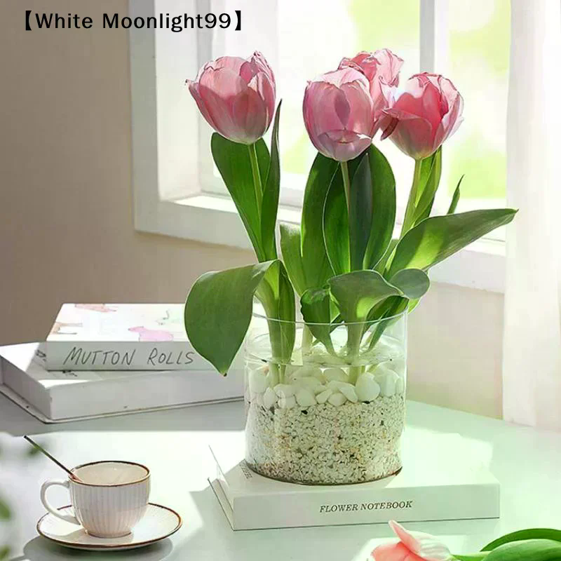 Square/Round Transparent Acryl - Bonsai Garden Nursery บทวิจารณ์และราคา