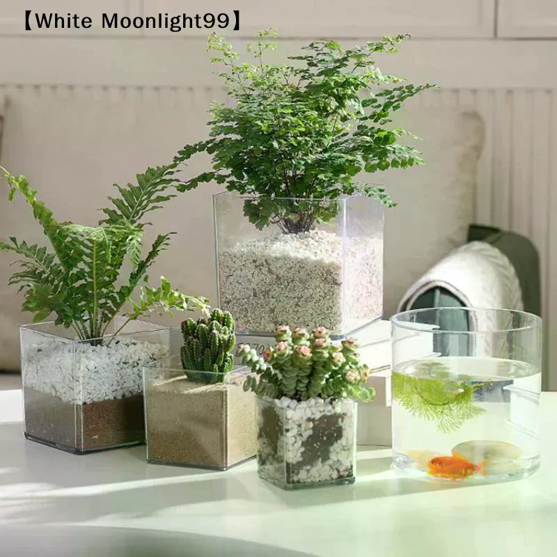 Square/Round Transparent Acryl - Bonsai Garden Nursery บทวิจารณ์และราคา