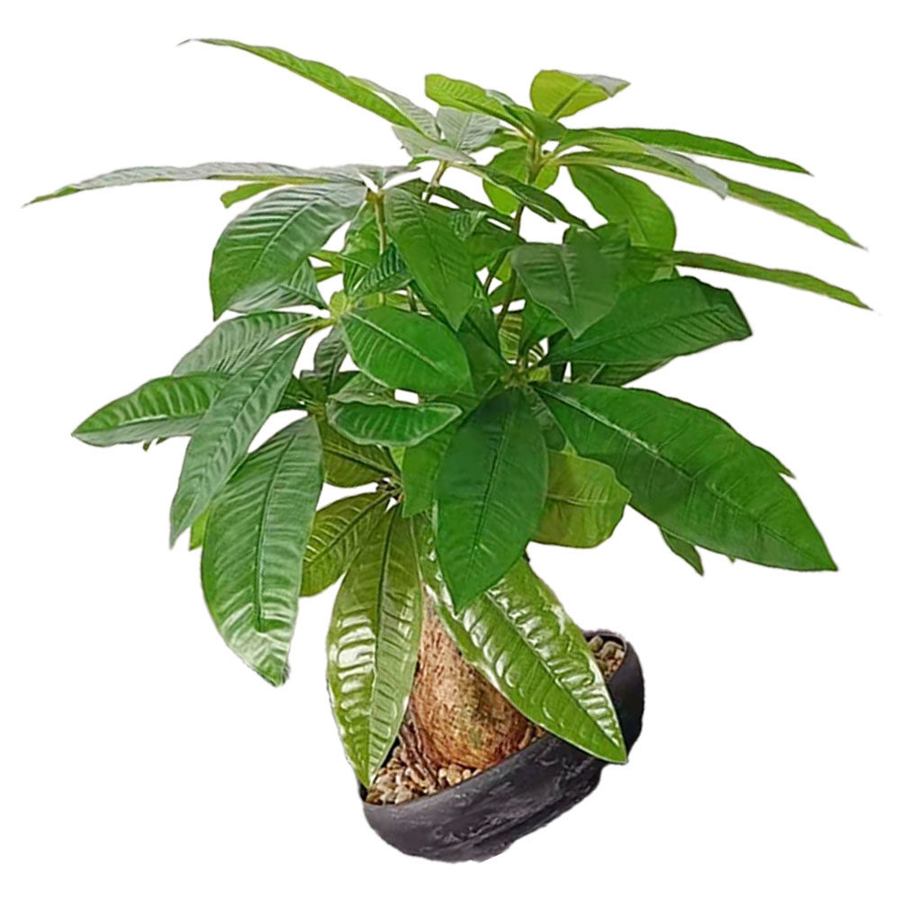 Artificial Bonsai Potted Plant - Bonsai Garden And Cafe บทวิจารณ์และราคา