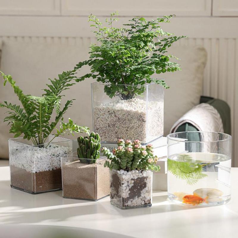 Square Round Transparent Acryl - Bonsai Garden Nursery บทวิจารณ์และราคา