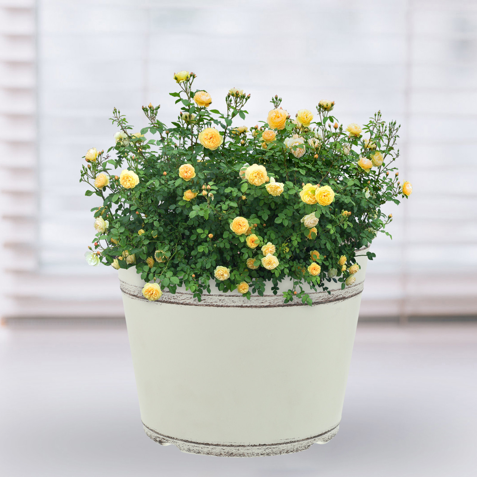 2Pcs Retro Plastic Plant Pots  - Bonsai Garden Nursery บทวิจารณ์และราคา