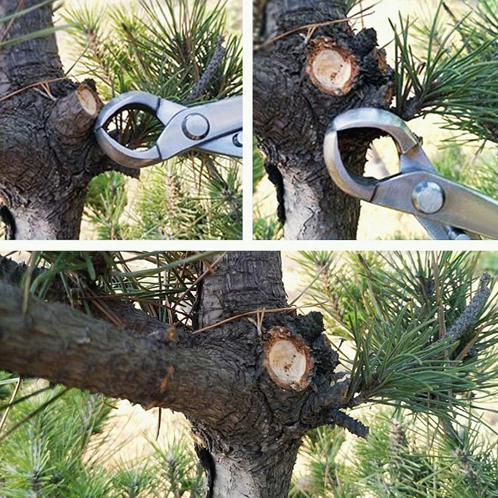 Three models of bonsai shears  - Bonsai Garden Kit บทวิจารณ์และราคา
