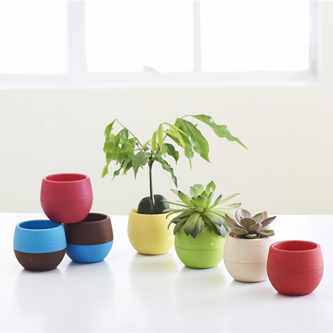 Gardening Mini Plastic Flower  - Bonsai Garden Nursery บทวิจารณ์และราคา