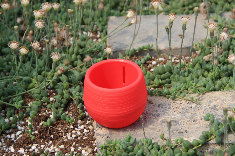 Gardening Mini Plastic Flower  - Bonsai Garden Nursery บทวิจารณ์และราคา