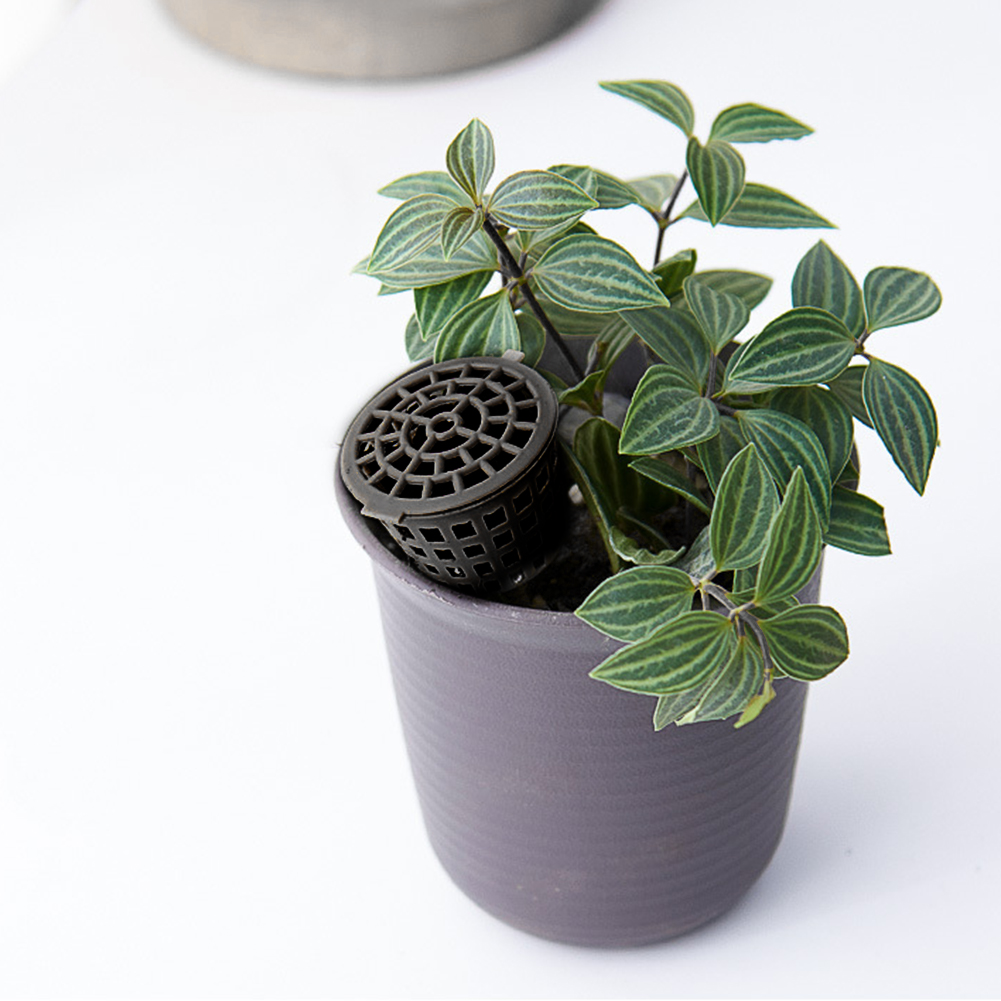 10/20pcs Fertilizer Box Bonsai - Bonsai Garden Nursery บทวิจารณ์และราคา
