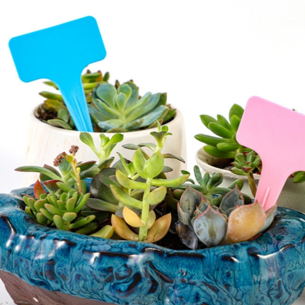 20/100Pcs Garden Plant Labels  - Bonsai Garden Nursery บทวิจารณ์และราคา